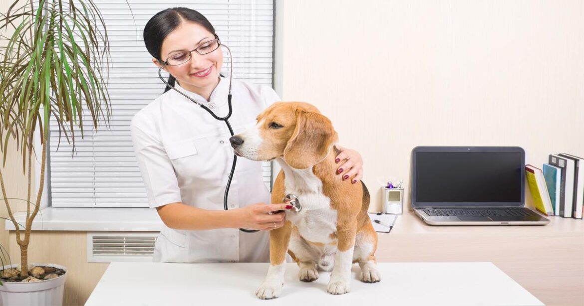 How Do You Become a Professional Animal Caretaker?